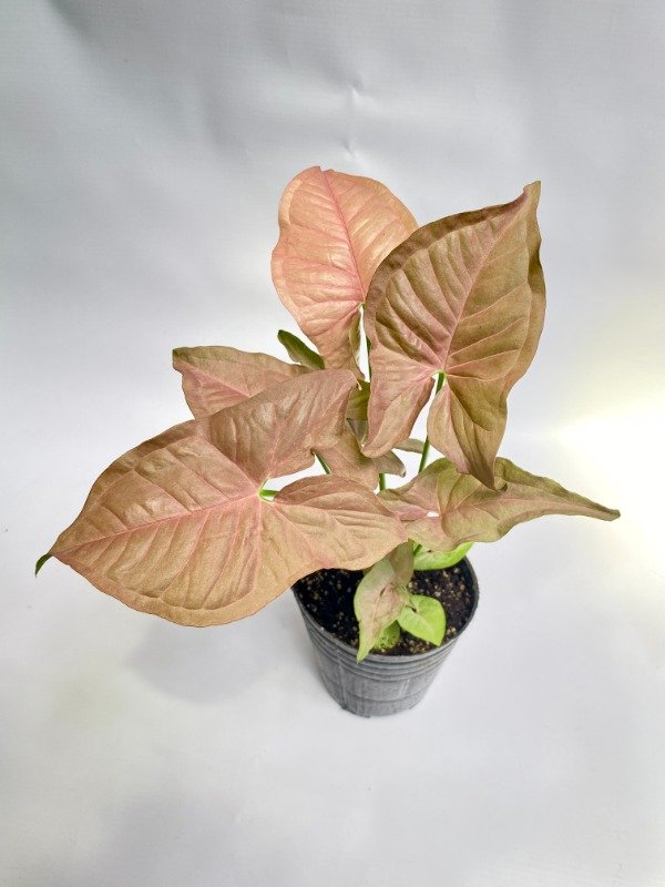 Producto - Syngonium Neon Pink en maceta numero 12