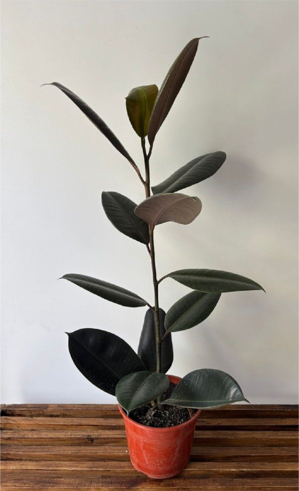 Producto - Gomero cabernet mediano