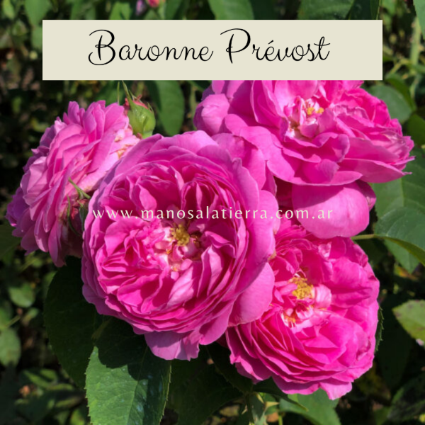 Producto - Rosal Baronne Prévost - 0