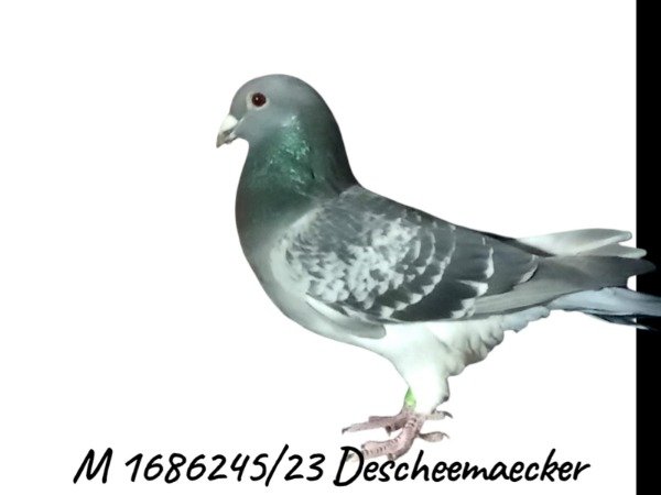 Producto - 1686245 /  23