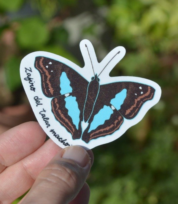 Producto - Sticker transparente UV - Zafiro del talar macho - 0