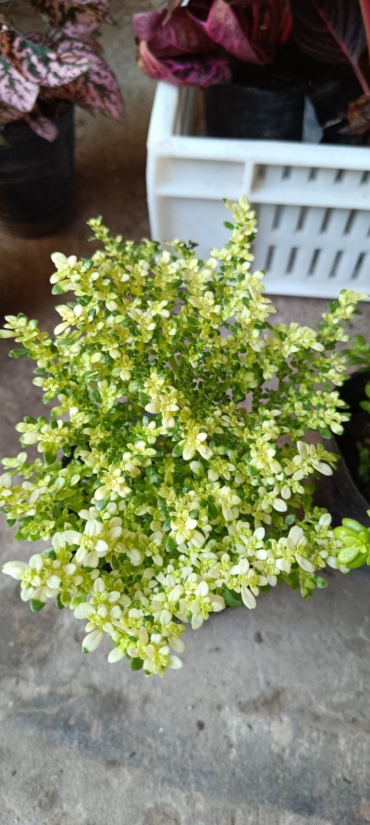 Producto - Helecho Arroz (Pilea microphylla)