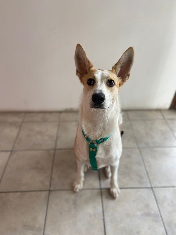 Producto - Pretal H CINTA NATO