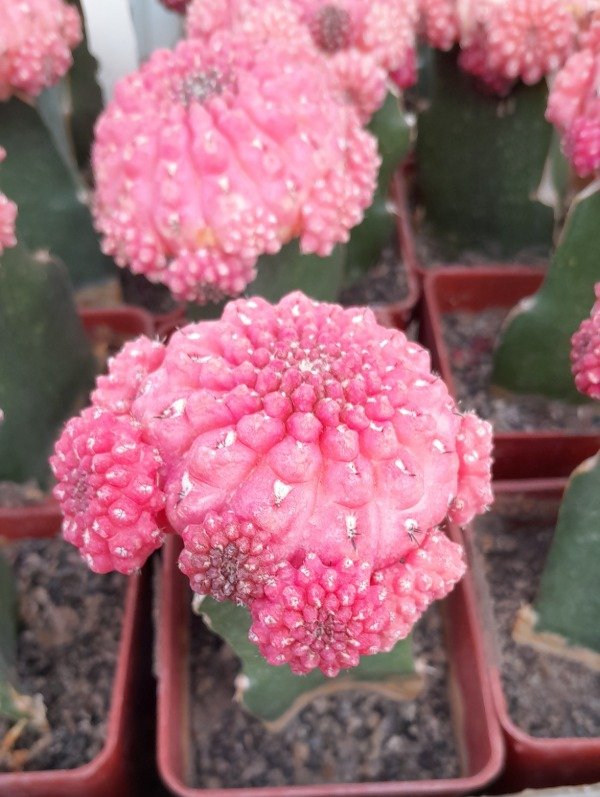 Producto - Eriosyce Esmeraldana Rubi (injertado)