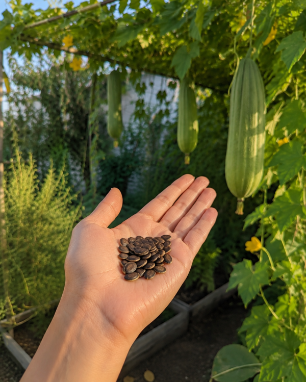 Producto - Semillas de Luffa - 1