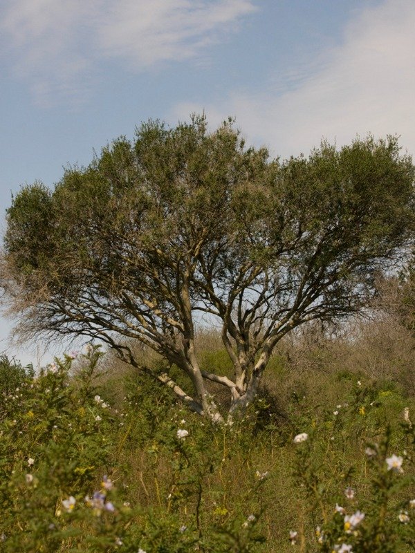 Producto - MATO/GUAYABO COLORADO (Myrcianthes cisplatensis)