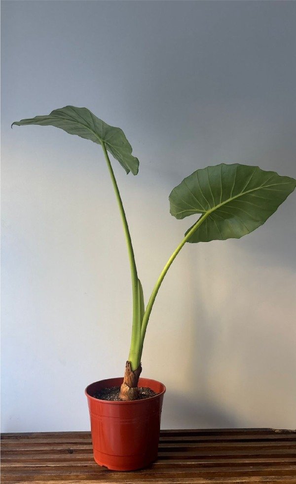 Producto - Alocasia