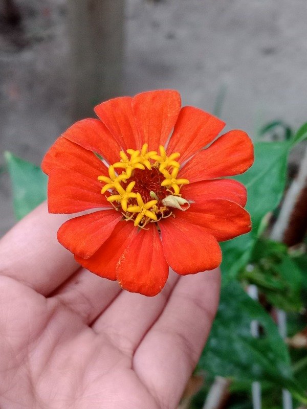 Producto - Semillas de Zinnias Mix - 6