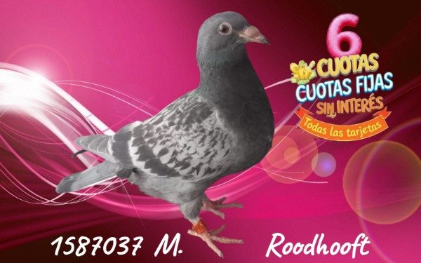 Producto - 1587037 M ROODHOOFT