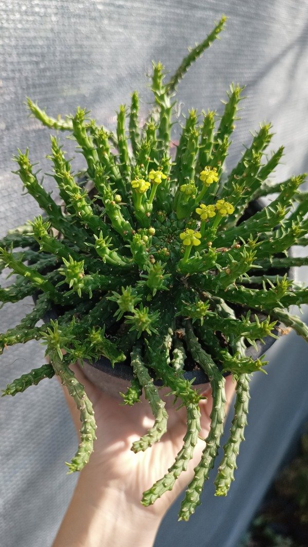 Producto - Medusa (Euphorbia Flanagani)