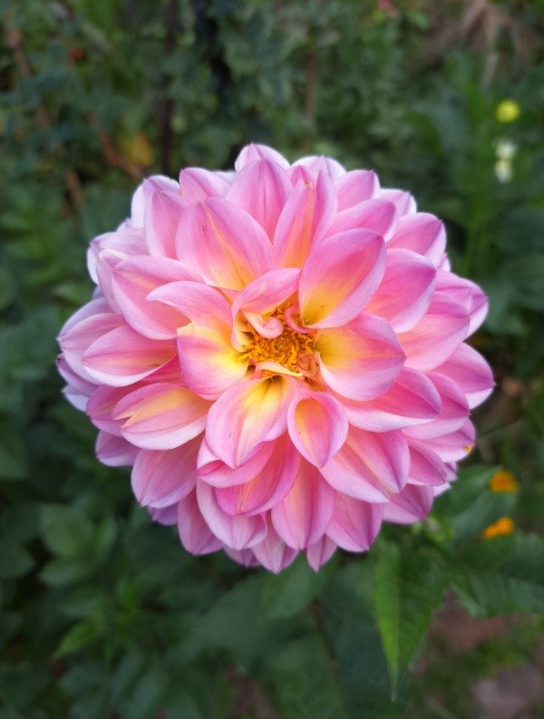 Producto - Dahlia rosa y amarilla