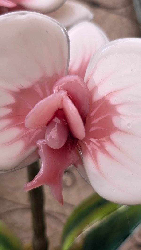 Producto - MASTER ORQUIDEAS ONLINE - 2
