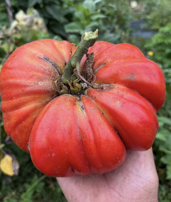 Producto - SEMILLAS DE TOMATE GORDO DE NAVALCARNERO HEIRLOOM GIGANTE