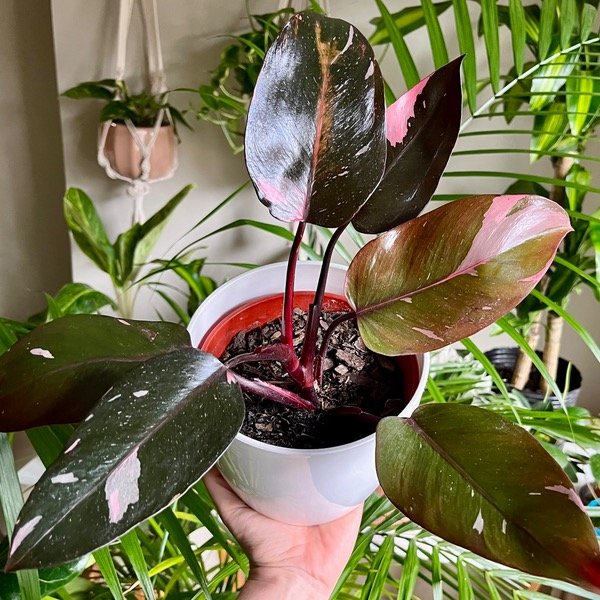 Producto - Philodendron Pink Princess Filodendro