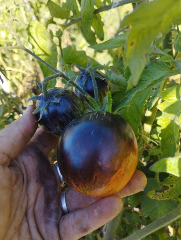 Producto - Tomate Gargamel - 1
