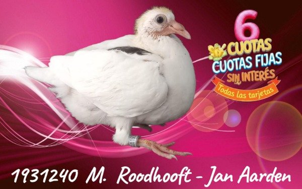 Producto - 1931240 M ROODHOOFT - JAN AAREN