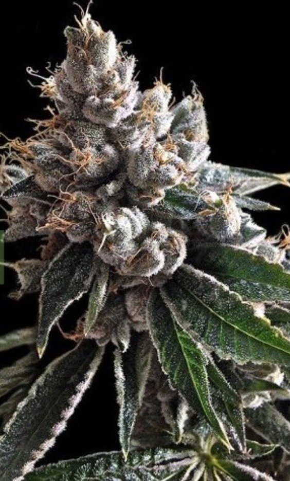 Producto - GOLDEN LEMON DNA Genetics