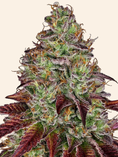 Producto - Tezla OG x3 - Sensi Seeds