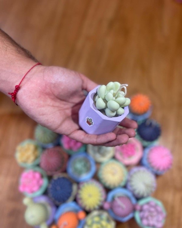 Producto - Cactus y suculentas - 5
