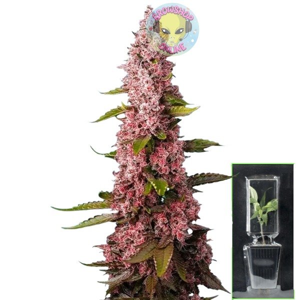 Producto - Esqueje OG Kusk x Blueberry - Red Hot