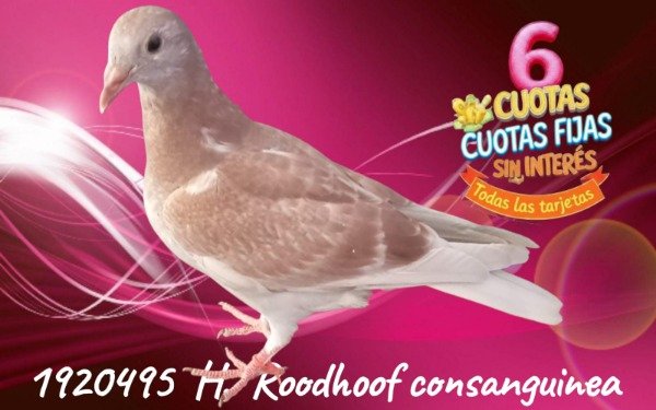 Producto - 1920495 Hembra ROODHOOFT Consanguinea