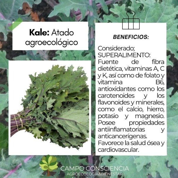 Producto - Kale Agroecológico - Presentación Atado - 1