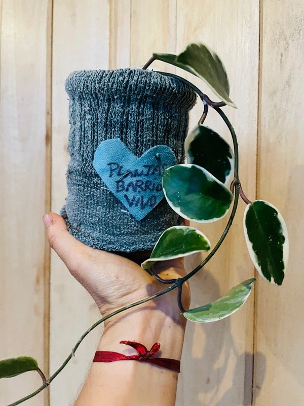 Producto - Hoya carnosa flor de nacar