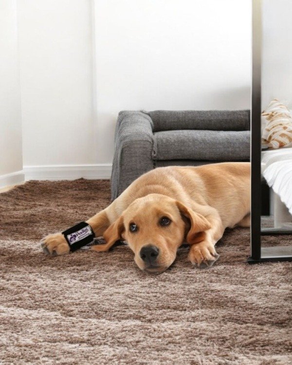 Producto - Faja Carpeana para Mascotas Per-ros 5 x 15 cms