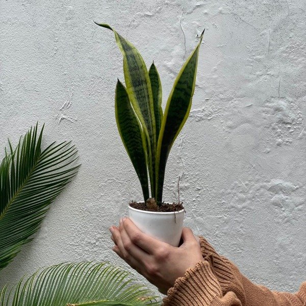Producto - Sanse variegada + premium 8