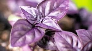 Producto - Albahaca Morada