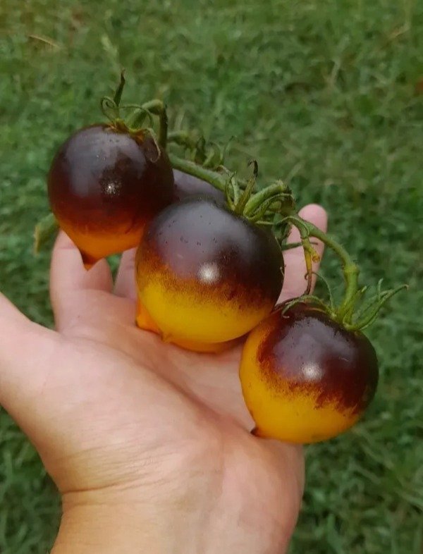 Producto - 15 Semillas de Tomate Belle Coeur