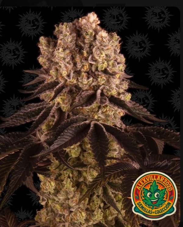 Producto - Purple Punch Barneys Farm