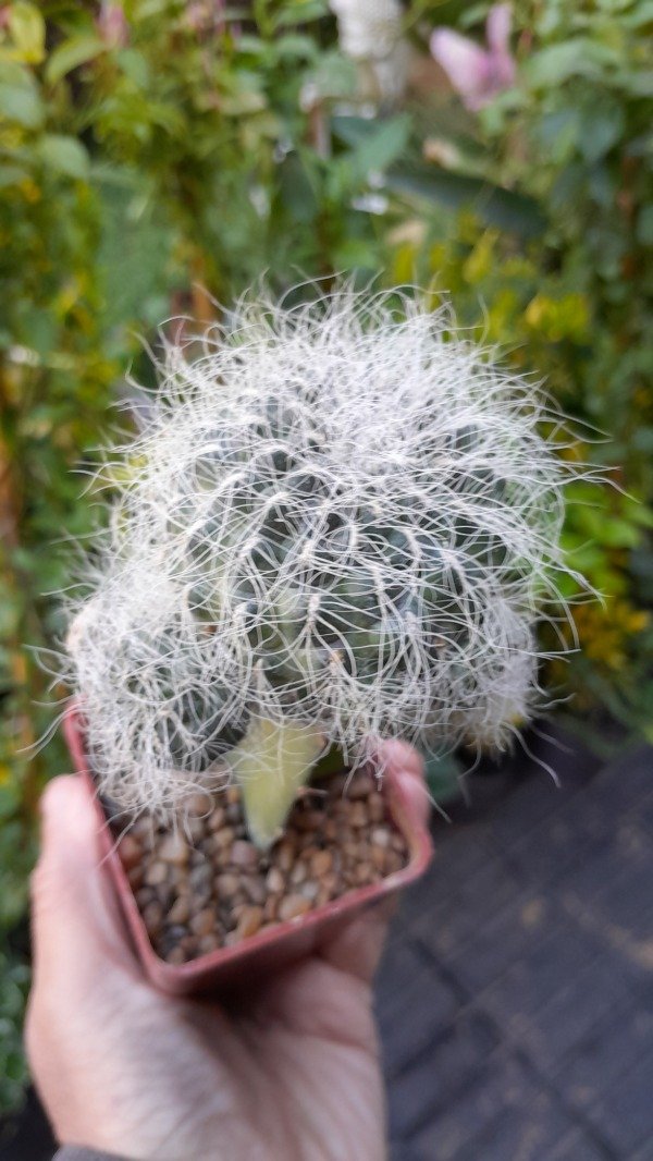 Producto - Sulcorebutia Hertusii (injertado) - 1