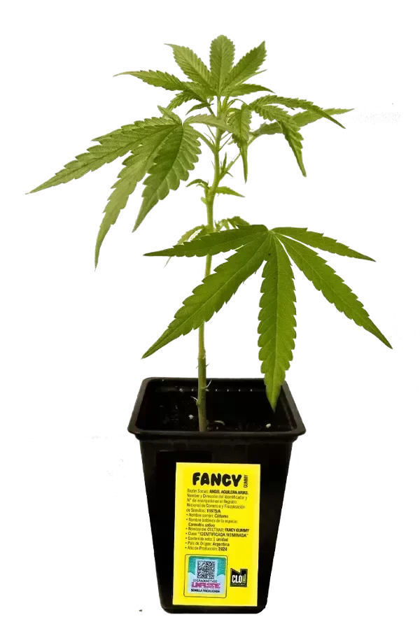Producto - 2 ESQUEJES FANCY OFERTA!!!