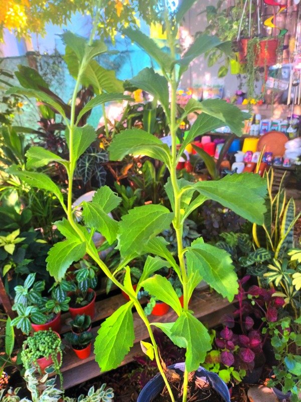 Producto - Stevia - 1