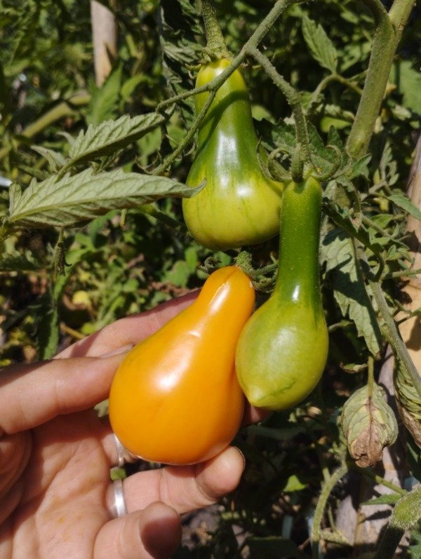 Producto - Tomate Mila - 2