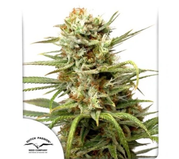 Producto - Auto White Widow