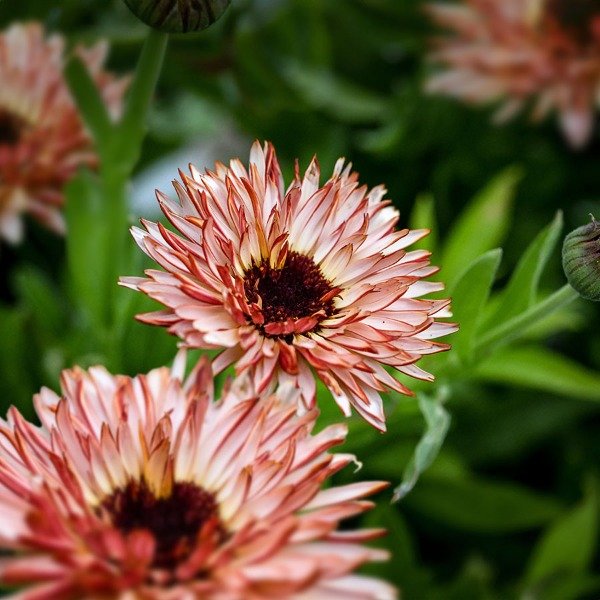 Producto - SEMILLAS DE CALENDULA STRAWBERRY BLONDE