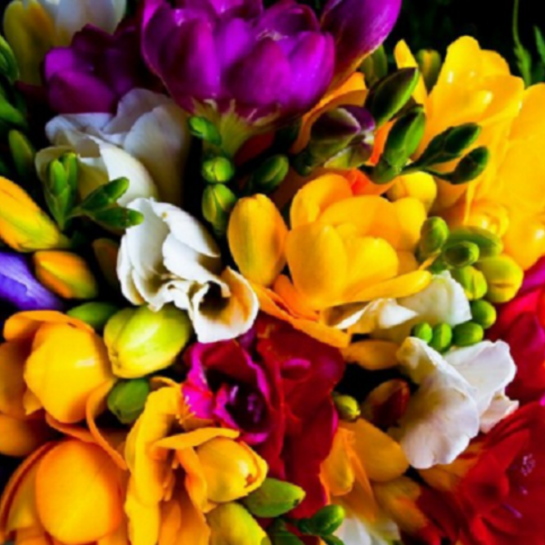 Producto - Esencia Fresias 100ml CYBERMONDAY