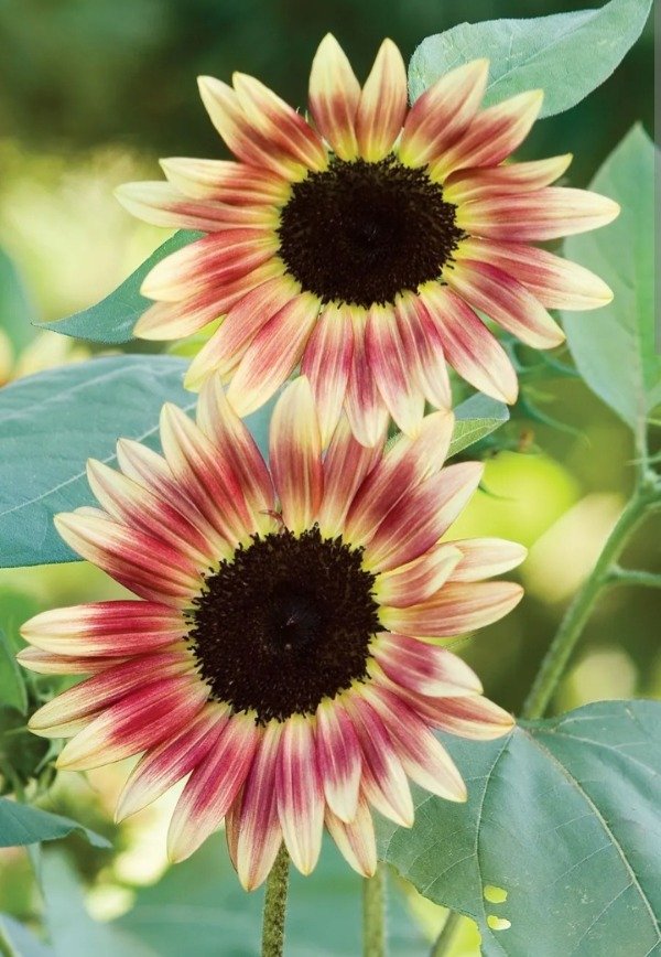 Producto - Semillas de girasol strawberry blonde