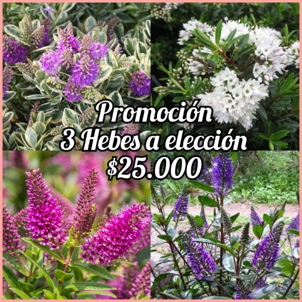 Producto - Promoción x3 Hebes