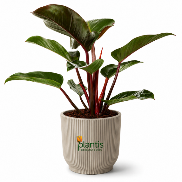 Producto - Philodendron Congo Rojo - Maceta 3 lt