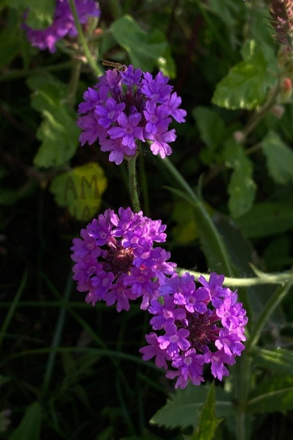 Producto - Verbena rigida