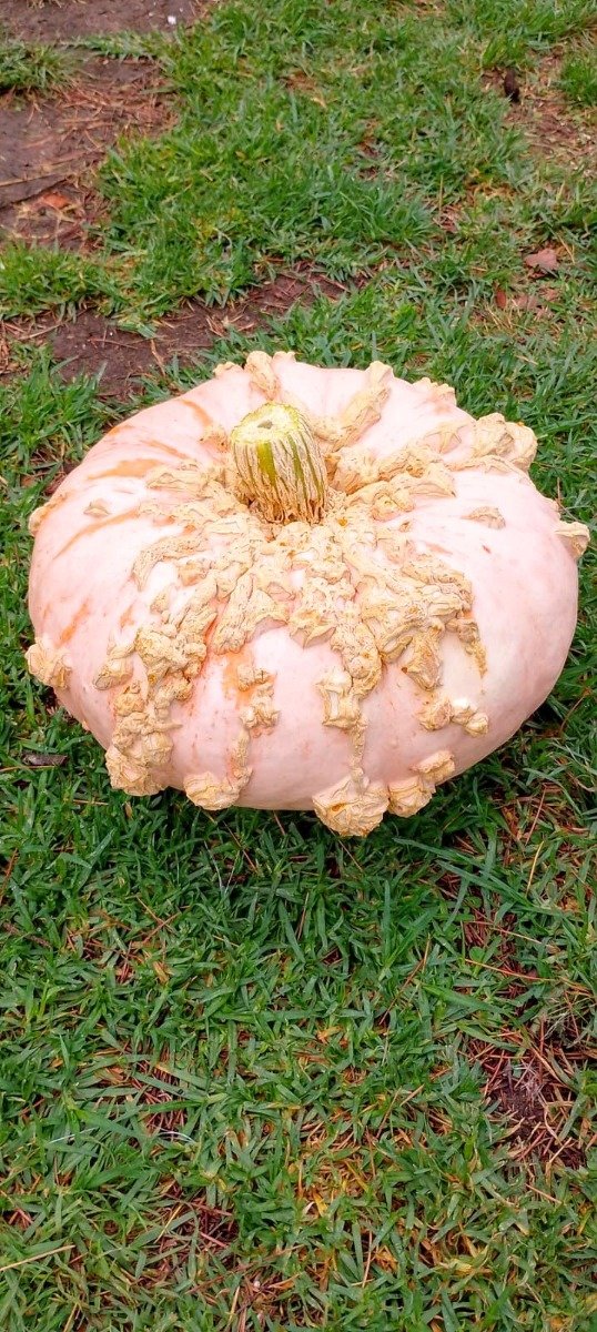 Producto - Semillas de calabaza galeux d eysines