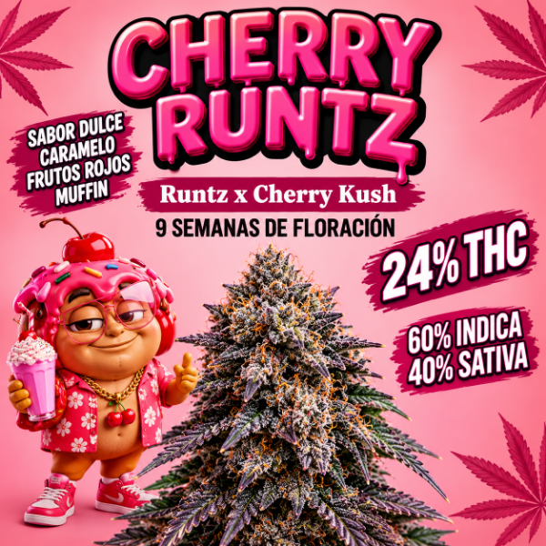 Producto - SEMILLA TERRAMOTA CHERRY RUNTZ X6