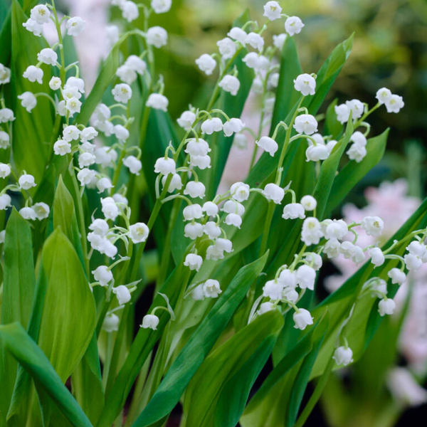 Producto - 10 Rizomas de Convallaria majalis / Muguet / Lirio de los valles