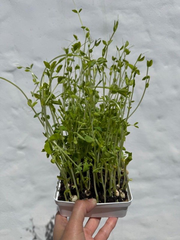 Producto - Cultiva tus microgreens en casa - Online - 3