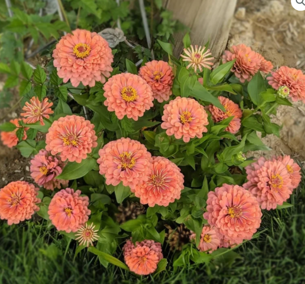 Producto - Zinnia Elegans Salmon Queen - 5