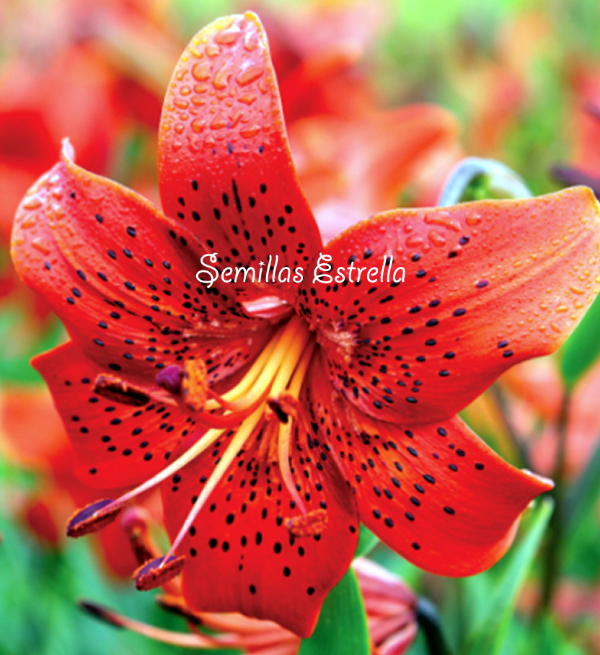 Producto - Bulbos de Lilium - Colores Variados