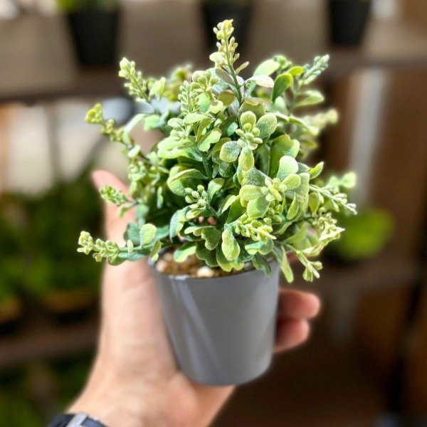 Producto - Planta Con Maceta 371585